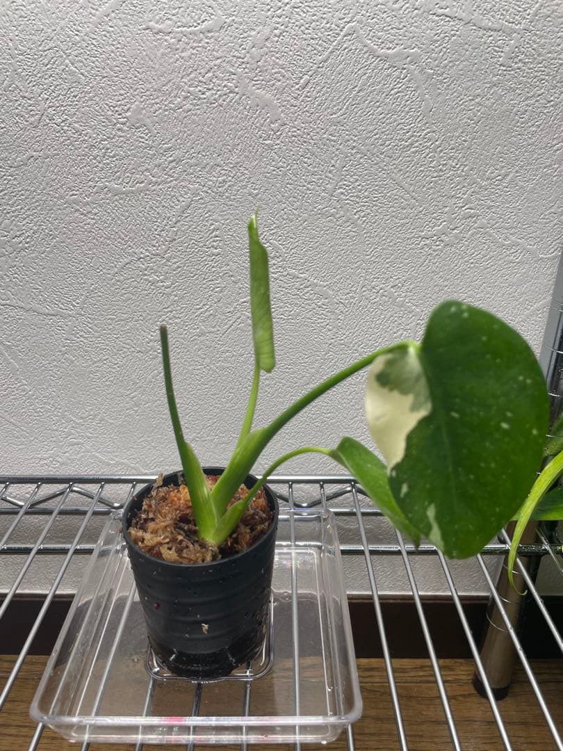 モンステラ デリシオーサ タイコンステレーション 斑入り 観葉植物