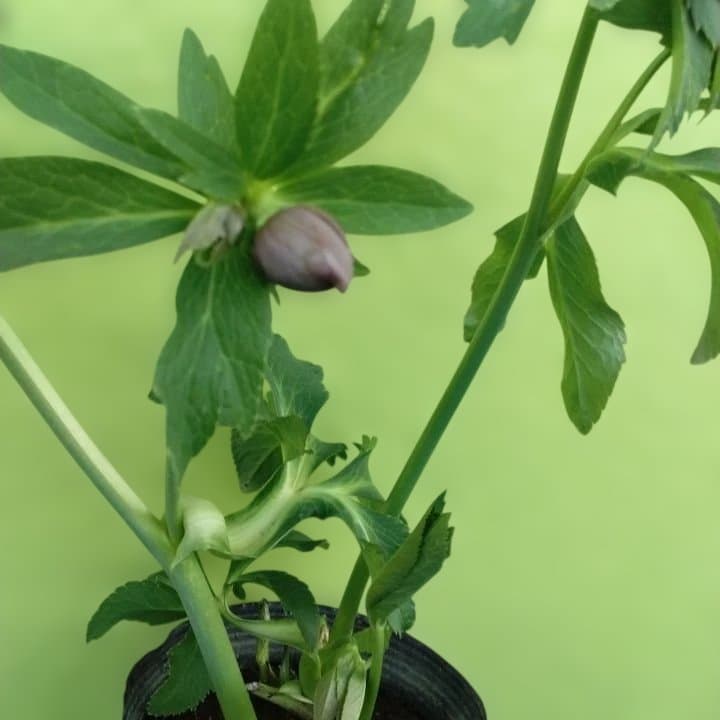 野田園芸。ヘレボルス 多層花びら 緑と紫の斑点グリーンバイカラー