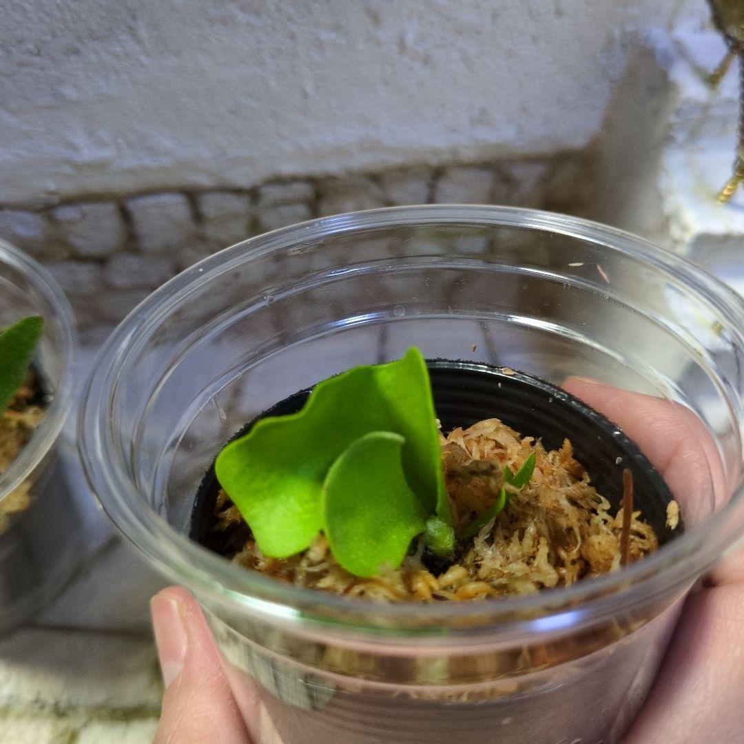 速達ビカクシダ P.Willinckii 'OMG' リドレイドワーフ④ セット - メルカリ