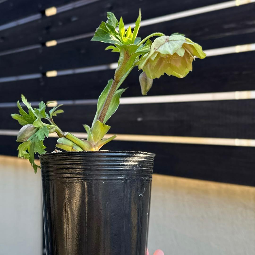 ラスト1点‼️かすり桜利休風□ 曽田園芸 クリスマスローズ 今季株分け