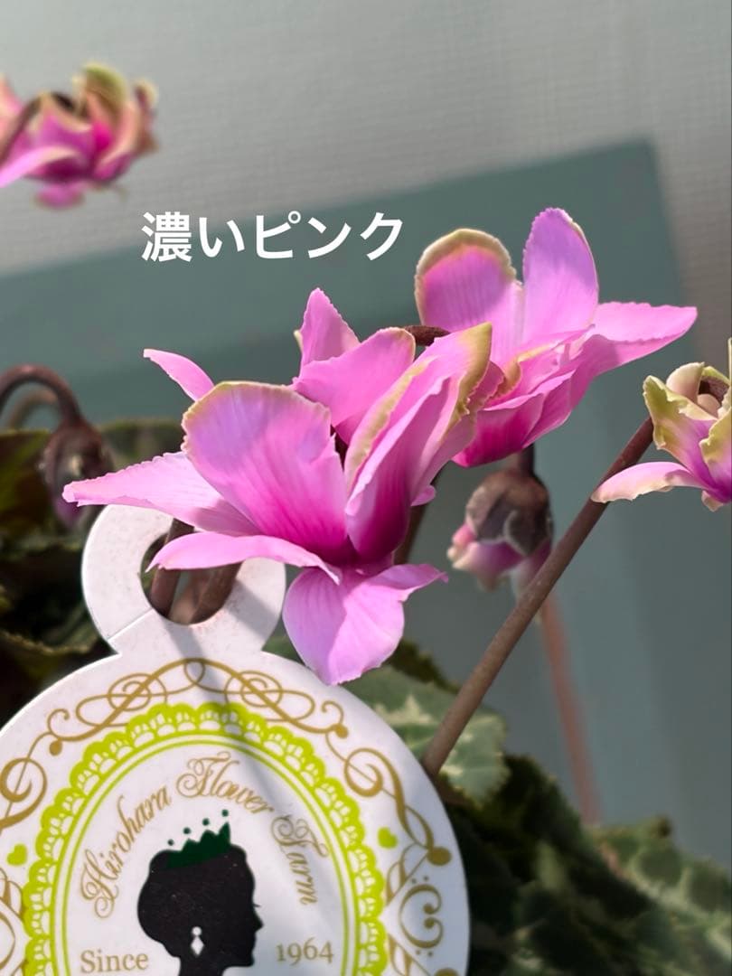 ayakaママ様　リクエスト　おまとめ5点