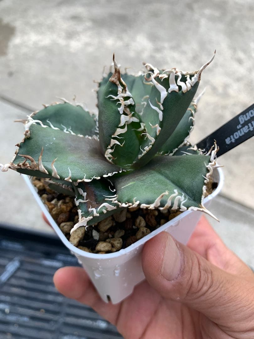 特選】アガベ☆チタノタ☆金剛☆キングコング☆超強棘☆極上☆抜き苗