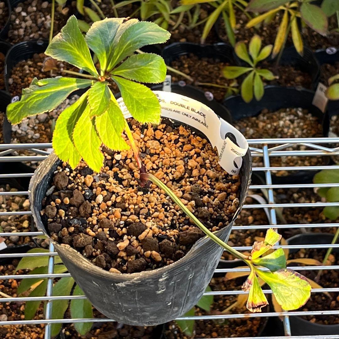 ヒ*イ様 ☘️超希少☘️唯一無二☘️根充実❤️しっかり新芽❤️907【Ash】D