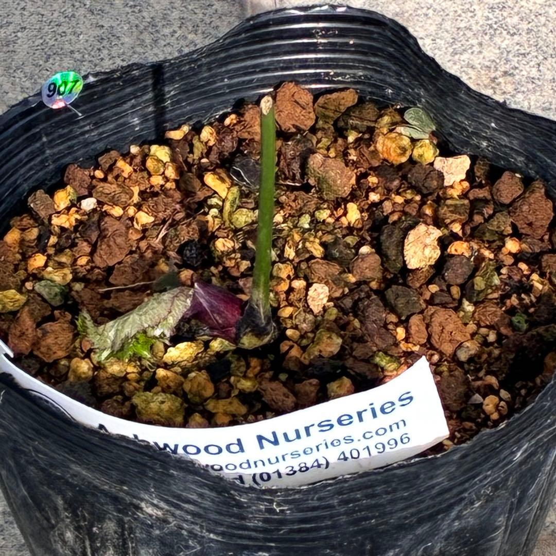 ヒ*イ様 ☘️超希少☘️唯一無二☘️根充実❤️しっかり新芽❤️907【Ash】D