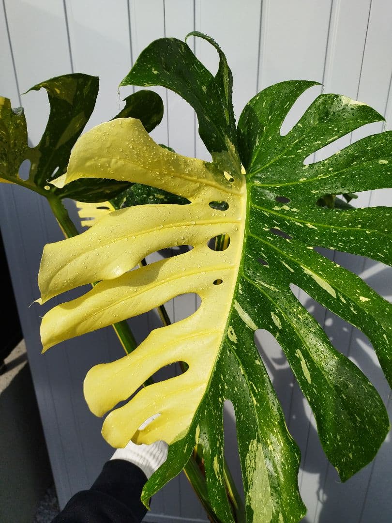 斑入りモンステラC7 クリームブリュレデリシオーサ カット発根済み