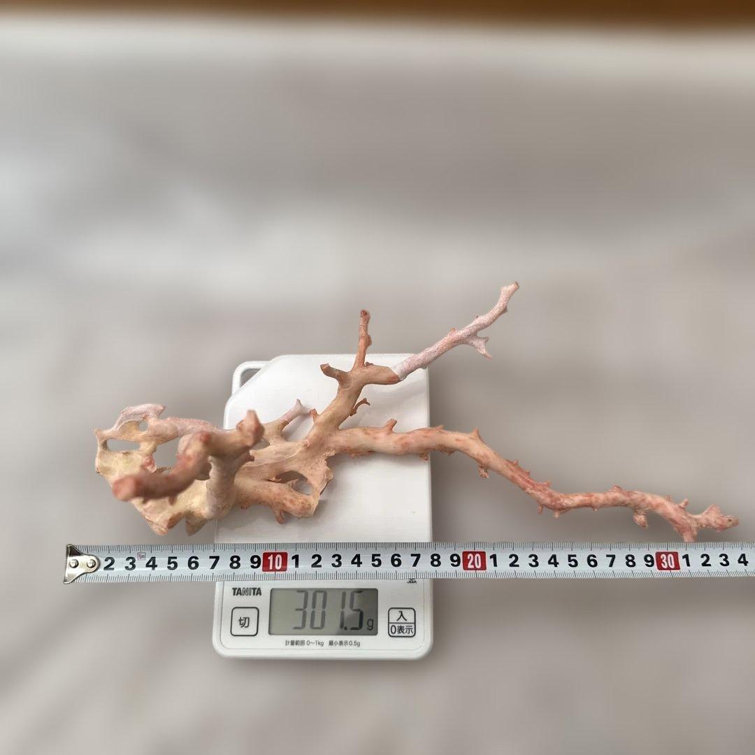 天然 桃色珊瑚 原木 34cm 301.5g 海外産大型 無着色 ピンクコーラル