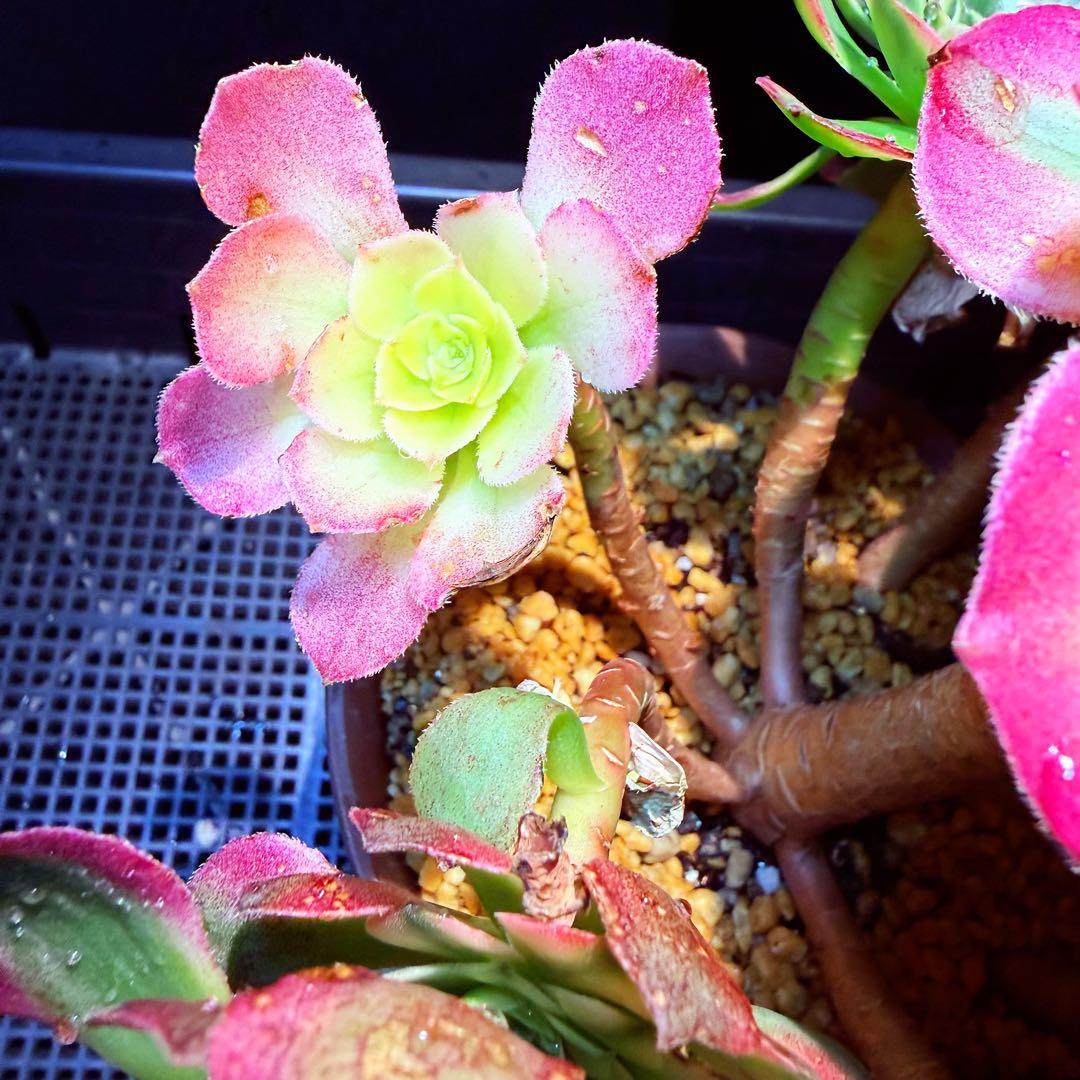 超レア新品種 アエオニウム マリンニンフ錦(群生) 法師錦