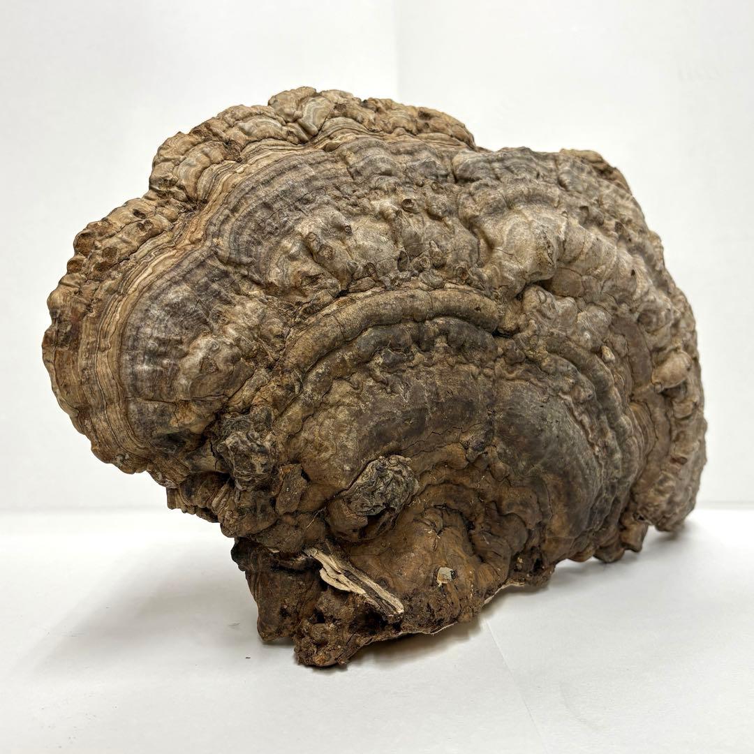 サルノコシカケ 猿の腰掛け # 硯屏 オブジェ 置物 レトロ 霊芝 漢方 書