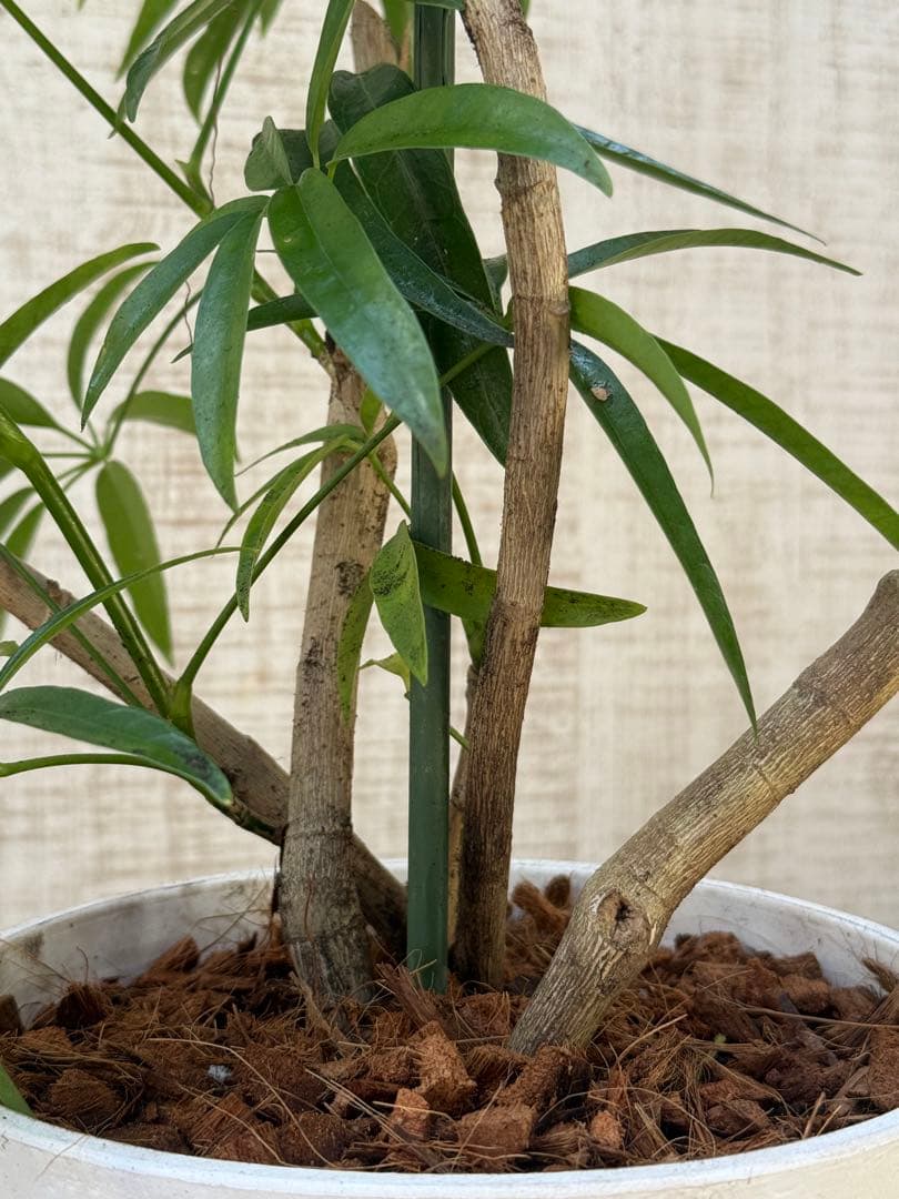 ☆ シェフレラ•アンガスティフォリア♪ 曲がりフォルム 85cm♪ - メルカリ