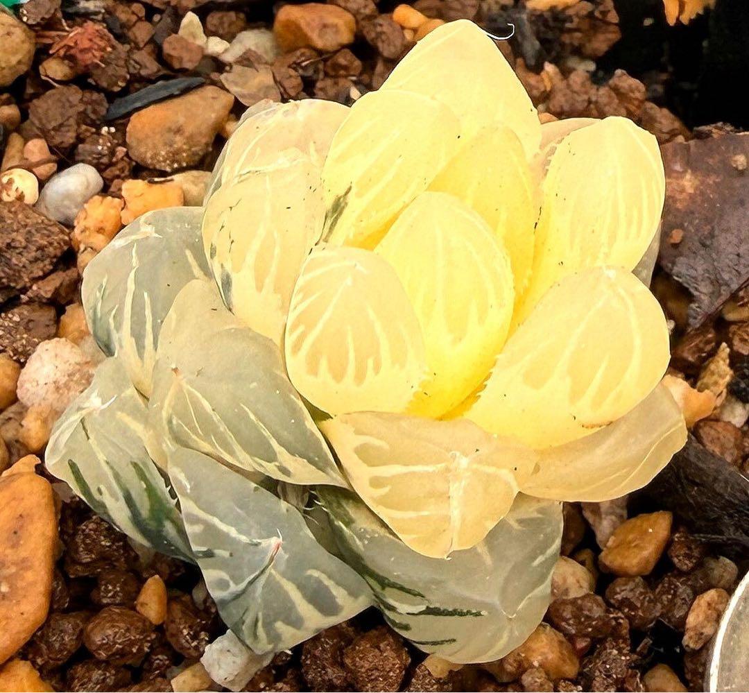 じぇむ様専用 微根発根済‼️多肉 ハオルチア オブツーサ錦 水中月錦 2