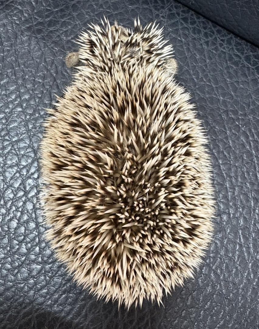 れ*う様 ヨツユビハリネズミ (Four-toed hedgehog) 剥製 1