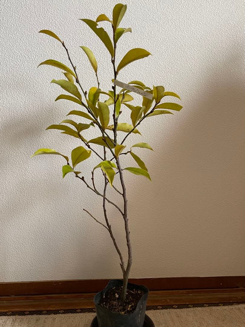 ✴️カラタネオガタマ ・ パープルクイーン ✴️とても珍しい濃紫色花