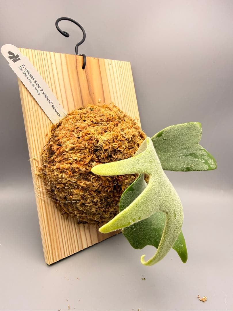 ビカクシダP.Willinckii Bulla, P.Romantic mix - メルカリ