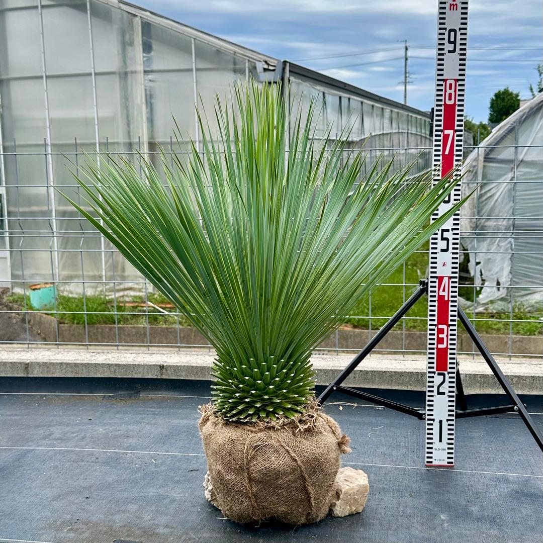ユッカ ロストラータ（樹高:約79cm）oct54 - メルカリ
