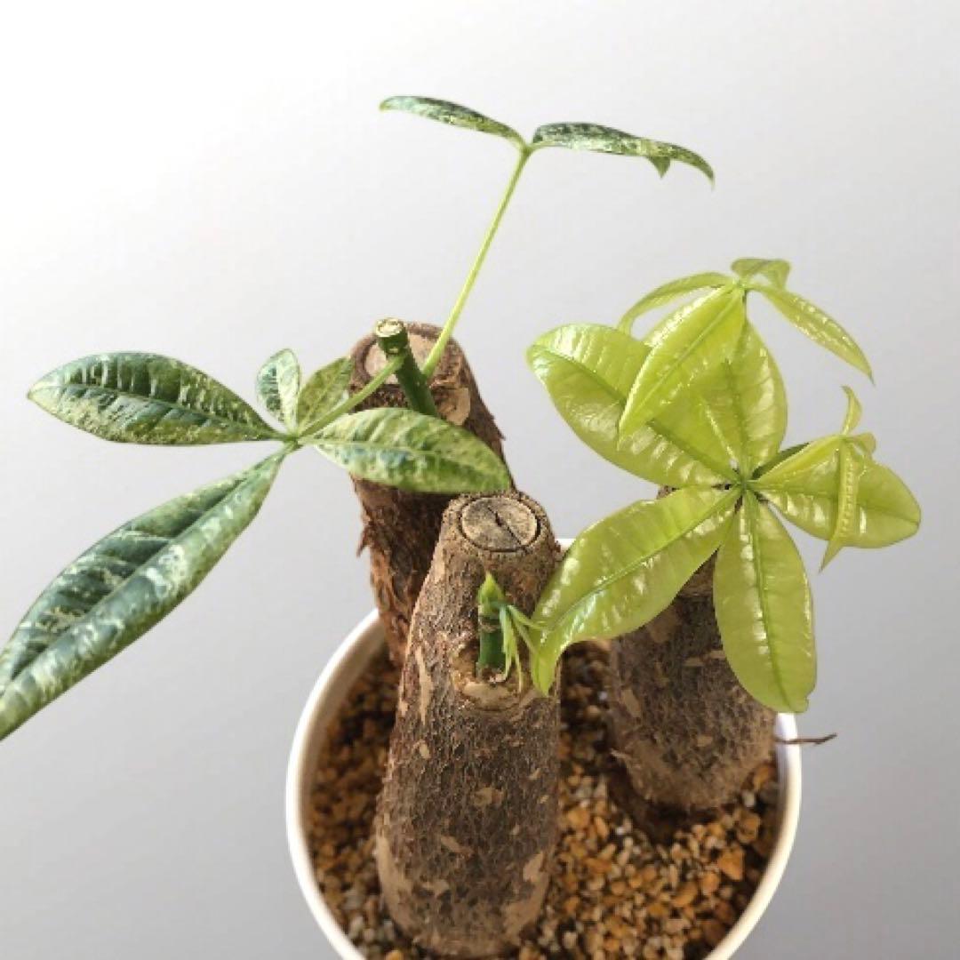 メル64168さま専用！！ アガベ チタノタ キング 皇冠 コレクション株 親株