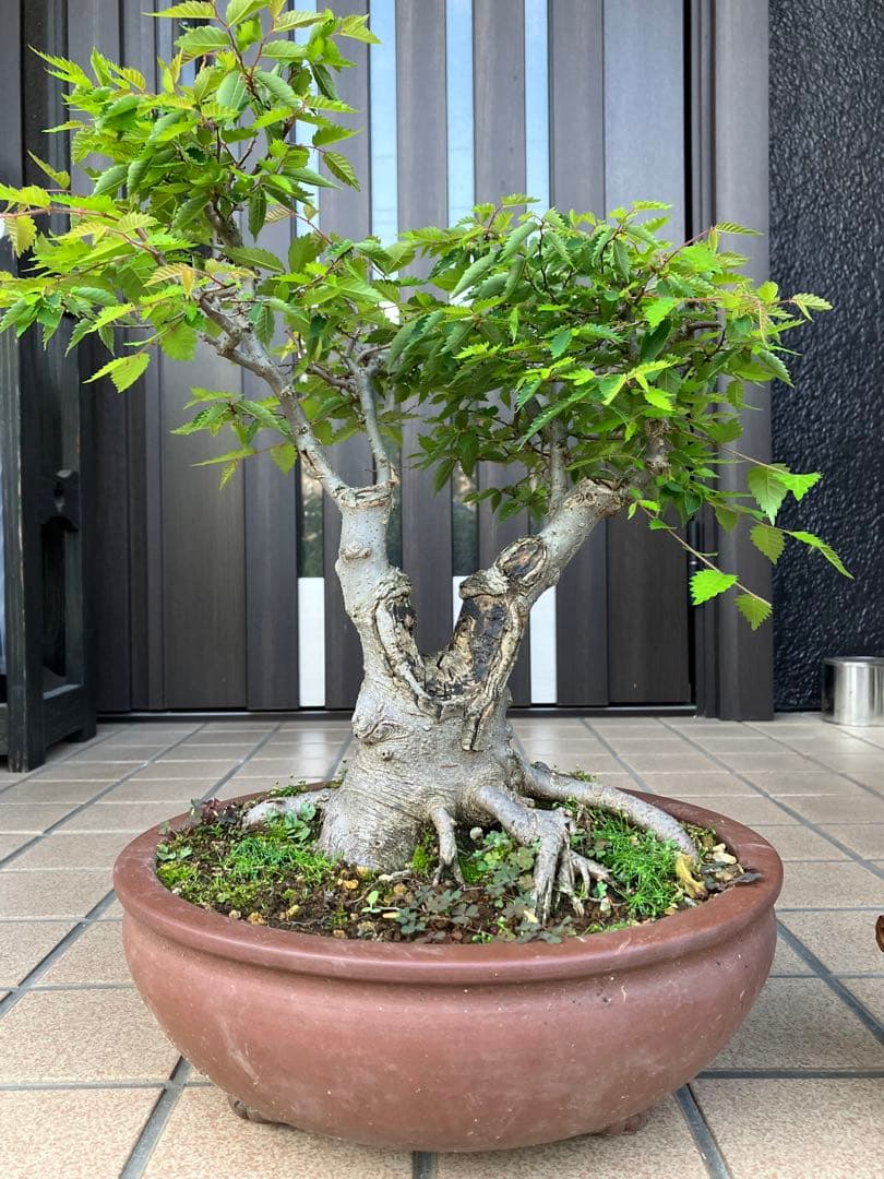 27日(木)24時迄の大特価！ 盆栽 欅ケヤキ 超極太！ - メルカリ