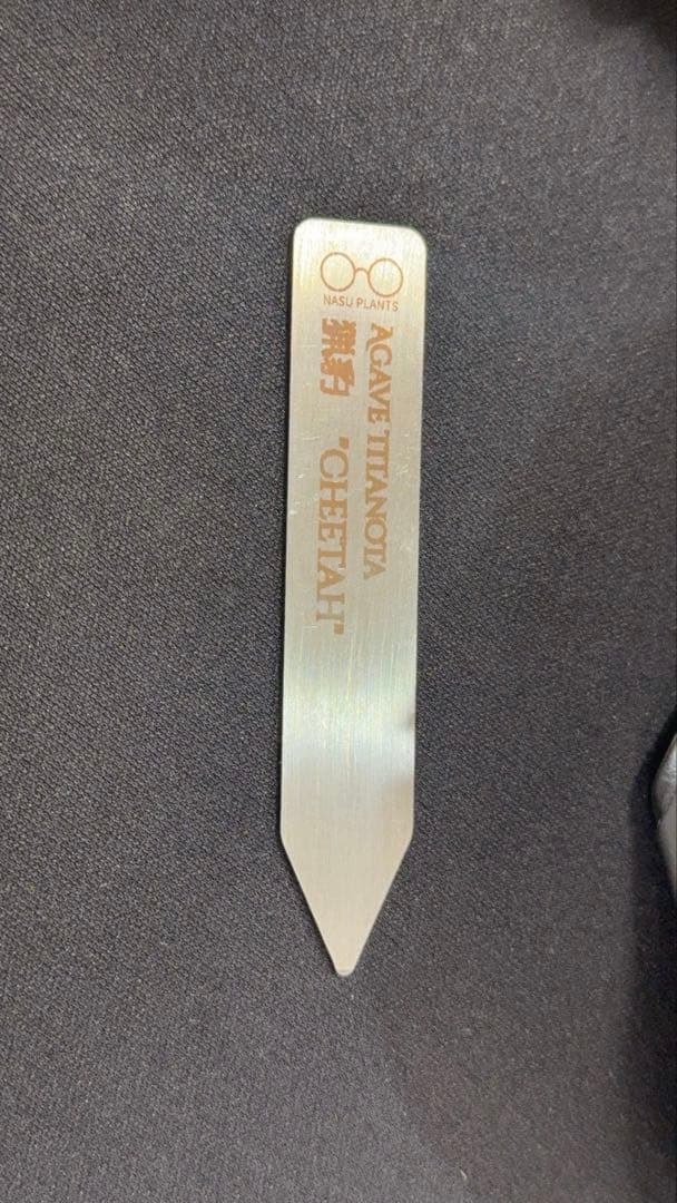 親株出品　アガベチタノタ \"fo07\" agave titanota