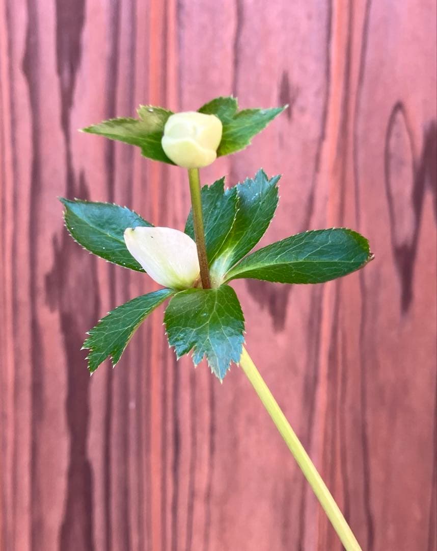 marge様ご検討用