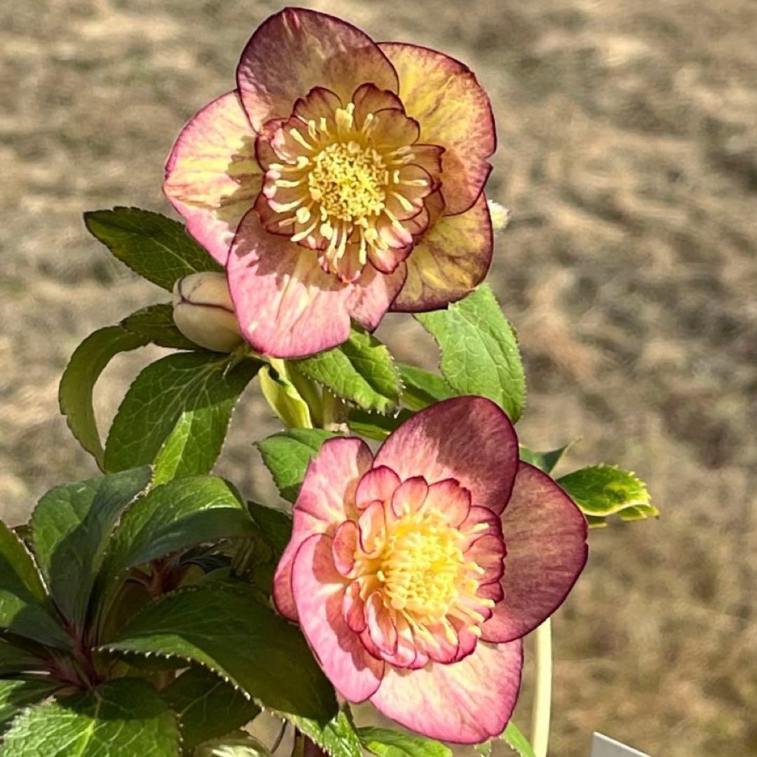 ぽ*た様 3574☘️蕾花タグ付き☘️超極上☘️超希少⭐️SD⭐️蜃気楼⭐️大木