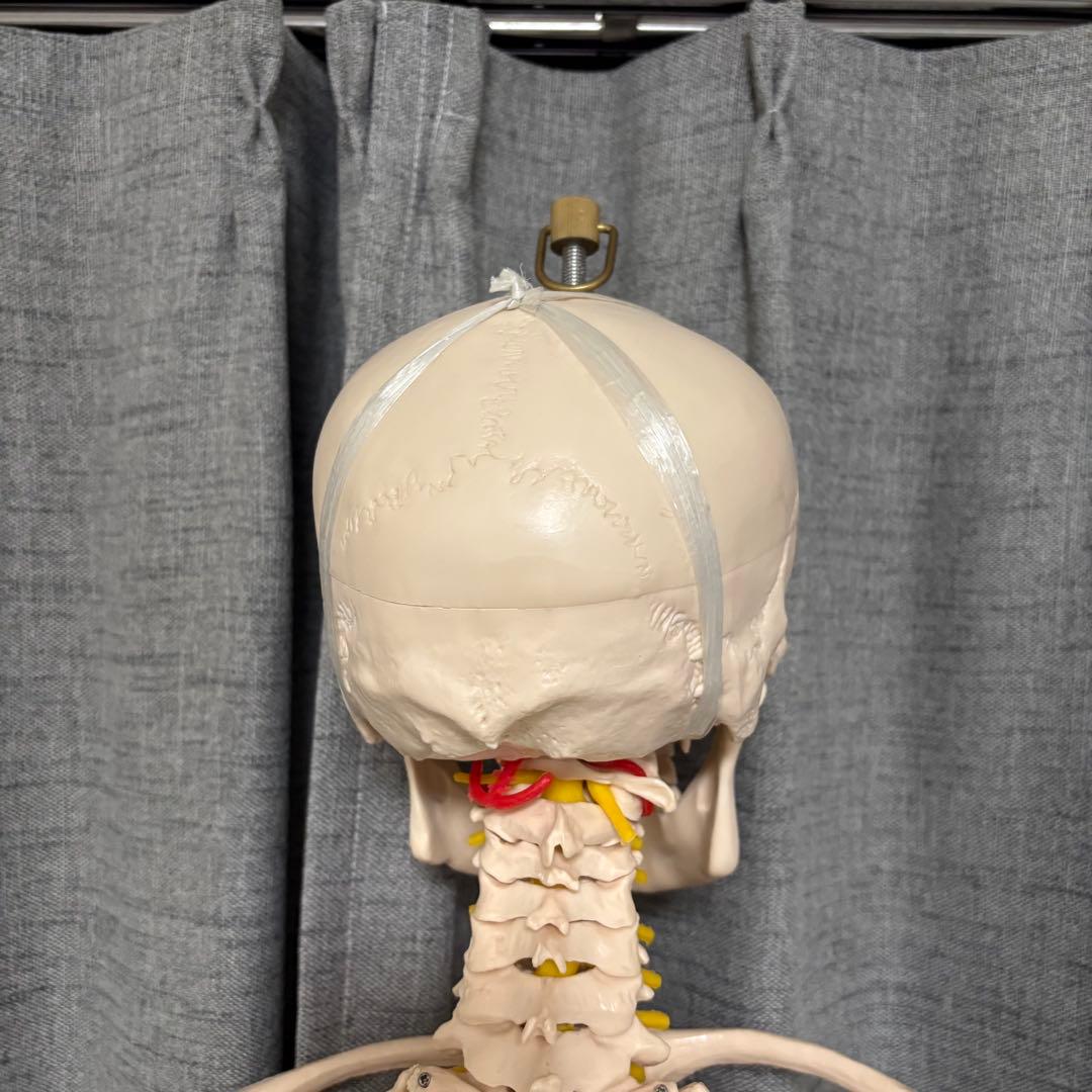 骨模型 全身 等身大 キャスター付 整体院 整骨院 - メルカリ