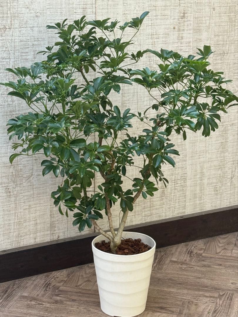 ☆ シェフレラ レナータ♪ 96cm ボリューム感◎ シェフレラ レナータ♪ 太幹 117cm ボリューム感あるフォルム♪ - メルカリ