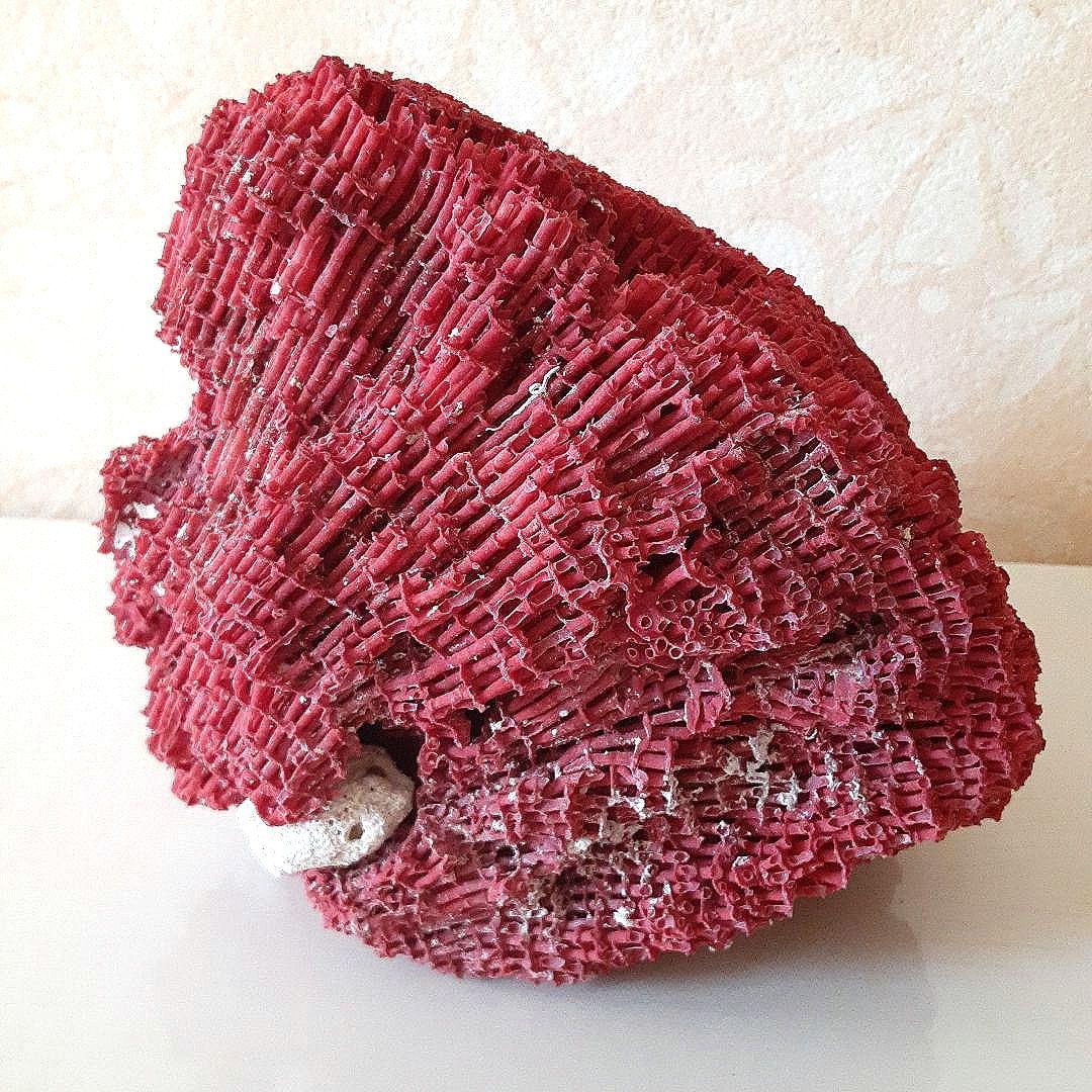 珊瑚礁 サンゴ礁 サンゴ 珊瑚 貝殻 パイプオルガン珊瑚 インテリア