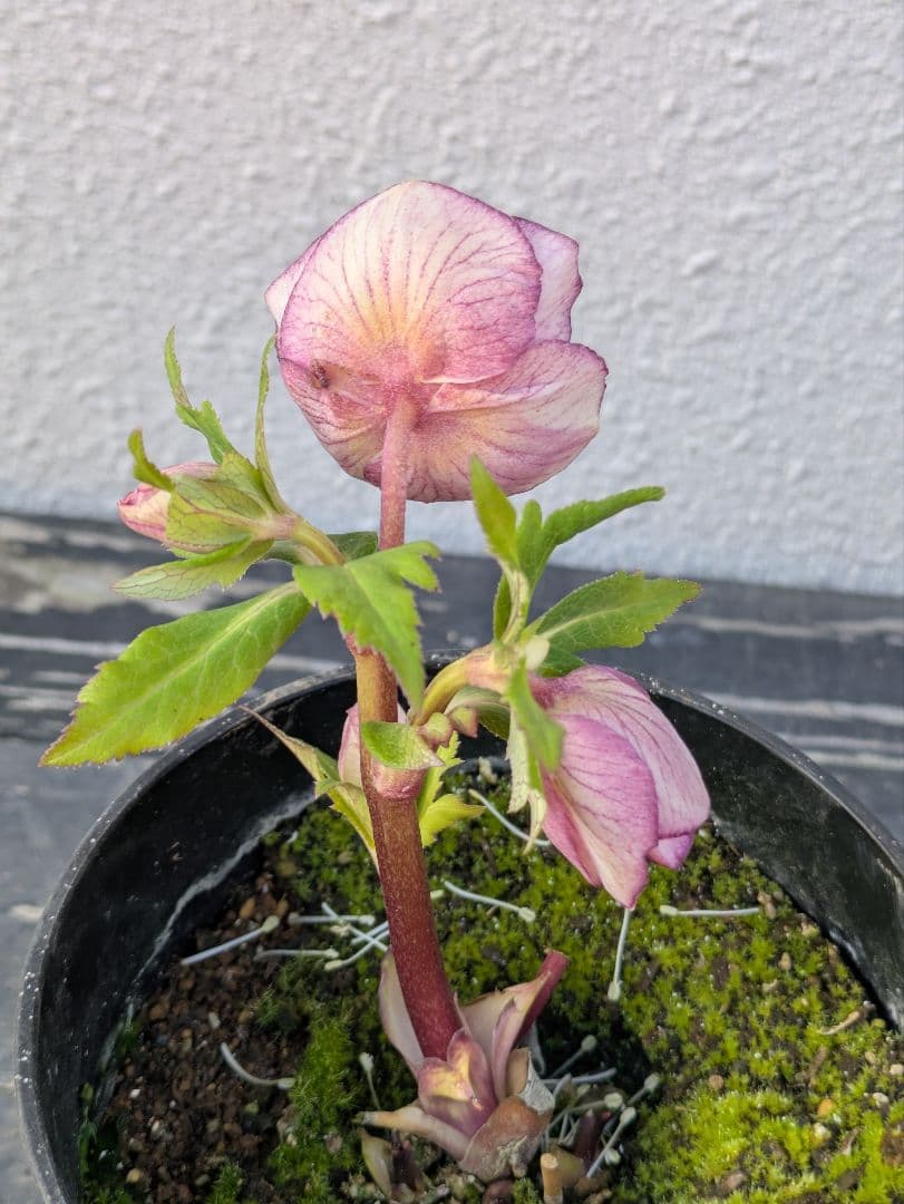 広瀬園芸【ソレイユ系 ピーチグラデーション】SS カップ咲き 極美個体