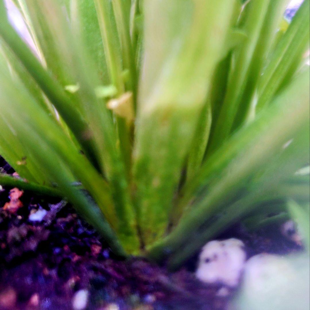 宿根草【現品】大苗【5号鉢】ラナンキュラスポンポン『アリス