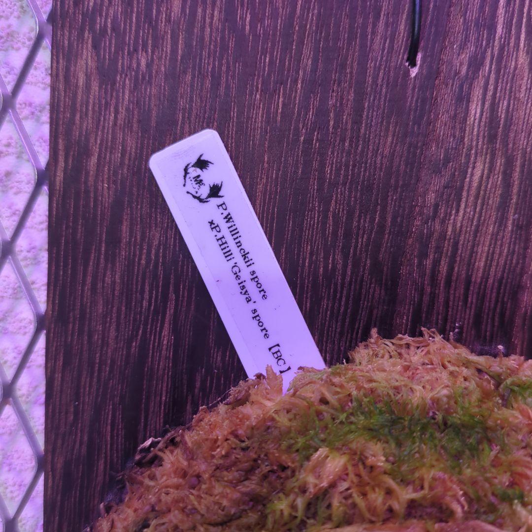 P.Willinckii × P.Hillii 'Geisya' spore - メルカリ