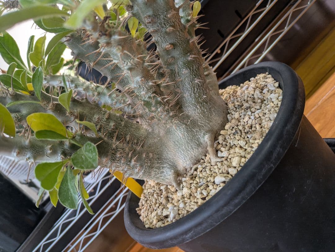 横浜市北部お引き渡し限定」パキポディウムサンデルシー 白馬城 特大株