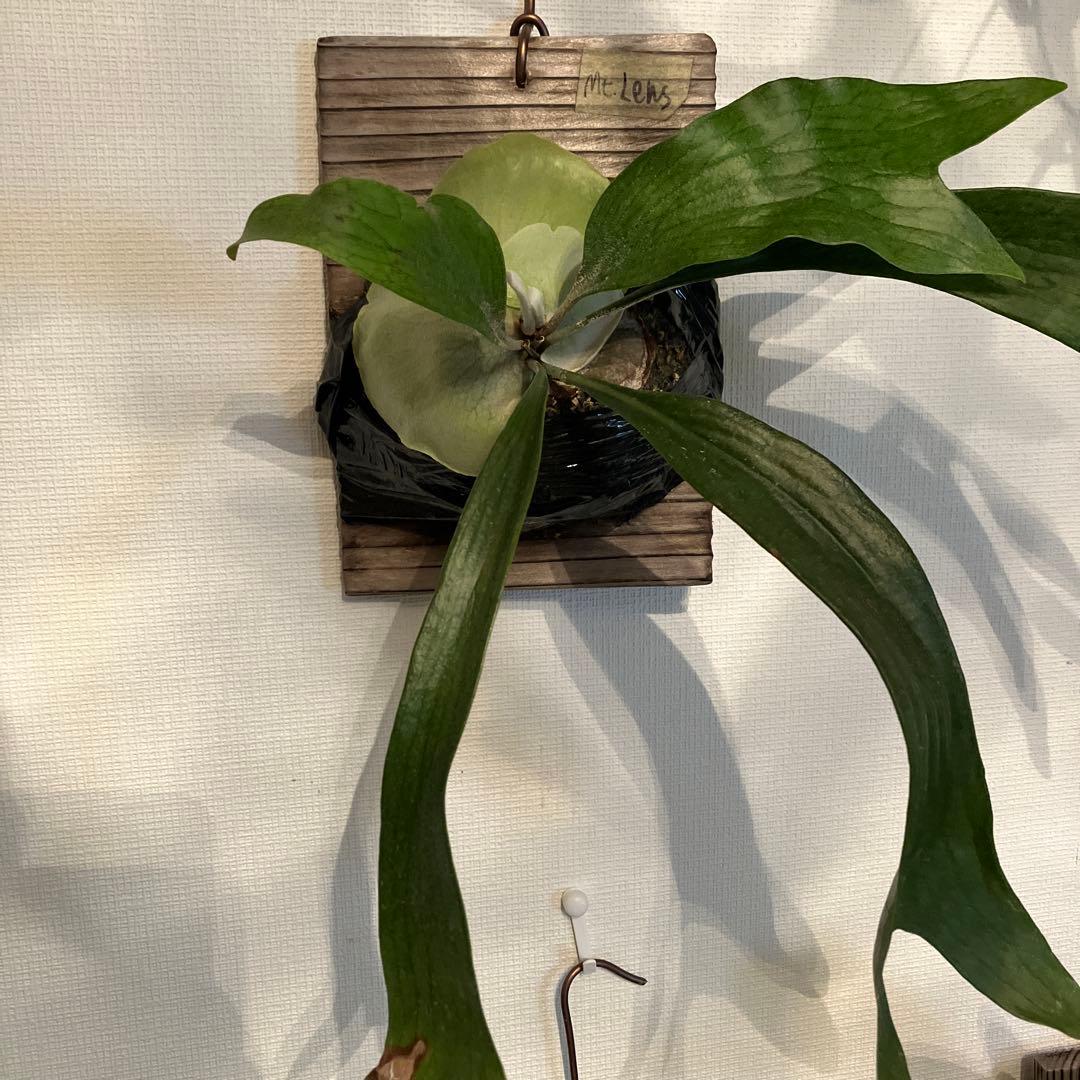 ビカクシダ マウントルイス（P.Mt Lewis） - メルカリ