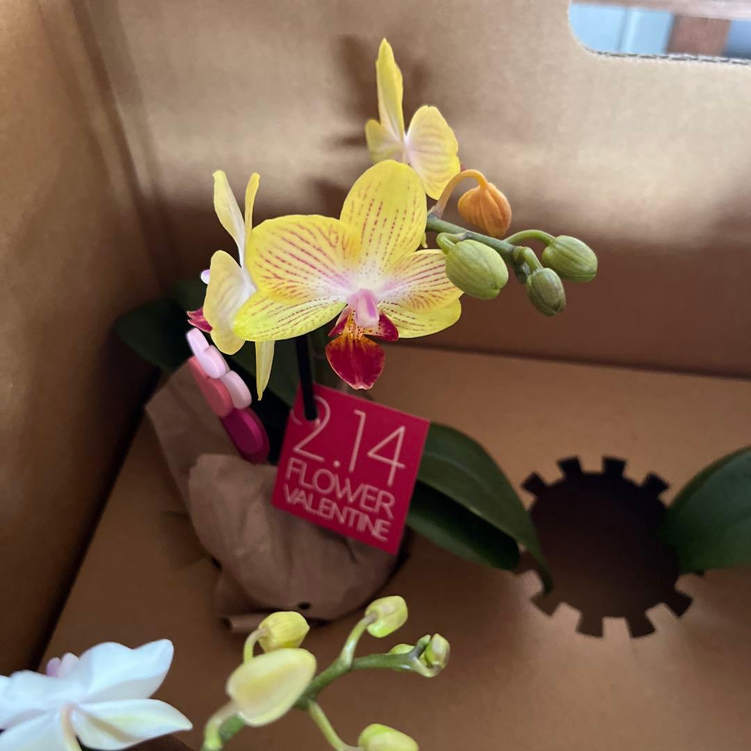 phal ミニ胡蝶蘭 8鉢セット - メルカリ