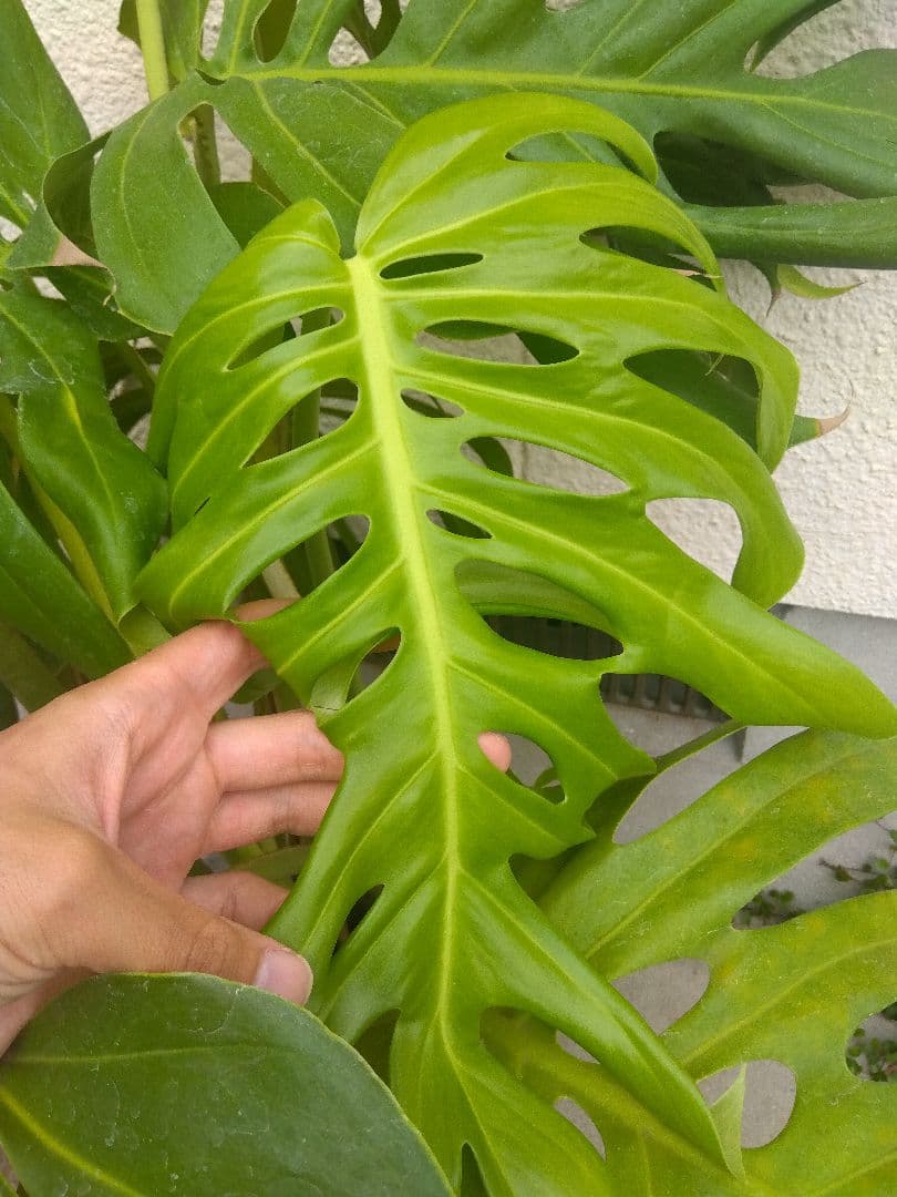 モンステラデリシオーサ8号鉢つき2株植え❗深穴あき❗大型種❗