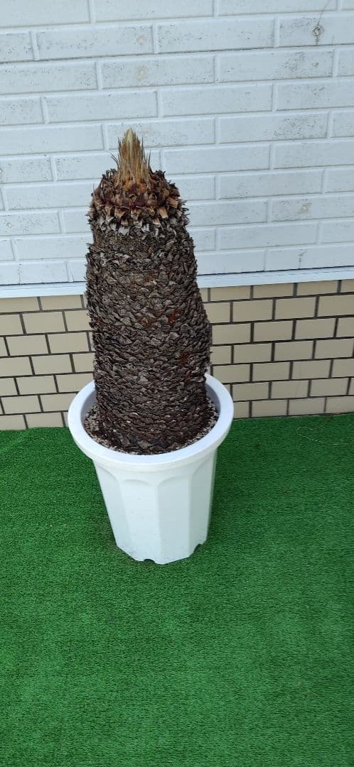 ソテツ 10号プラ鉢 高さ(鉢底から)75cm 極太 ソテツ 10号サイズ | HITOTOKI by MAKIMO PLANT