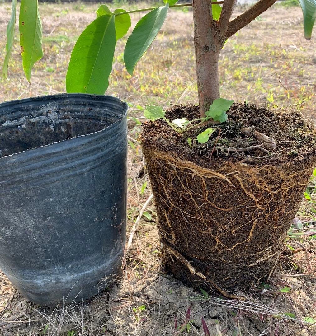 超希少 特大 レンブ取木苗木 台湾黑金蓮霧 - メルカリ