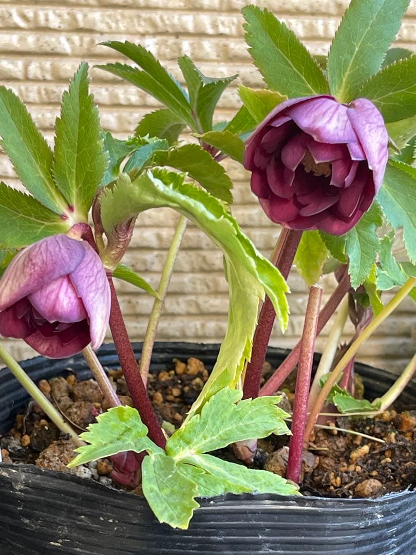 クリスマスローズ苗⭐️159 ダブル咲 フレグランス - メルカリ