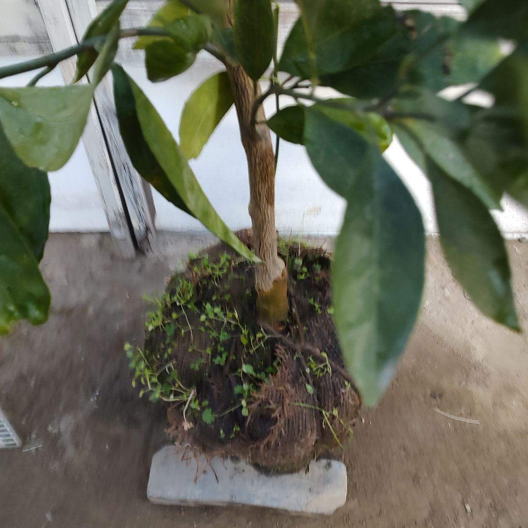 宮川早生みかん 3年生 育てやすさNo．1 初心者向け - メルカリ