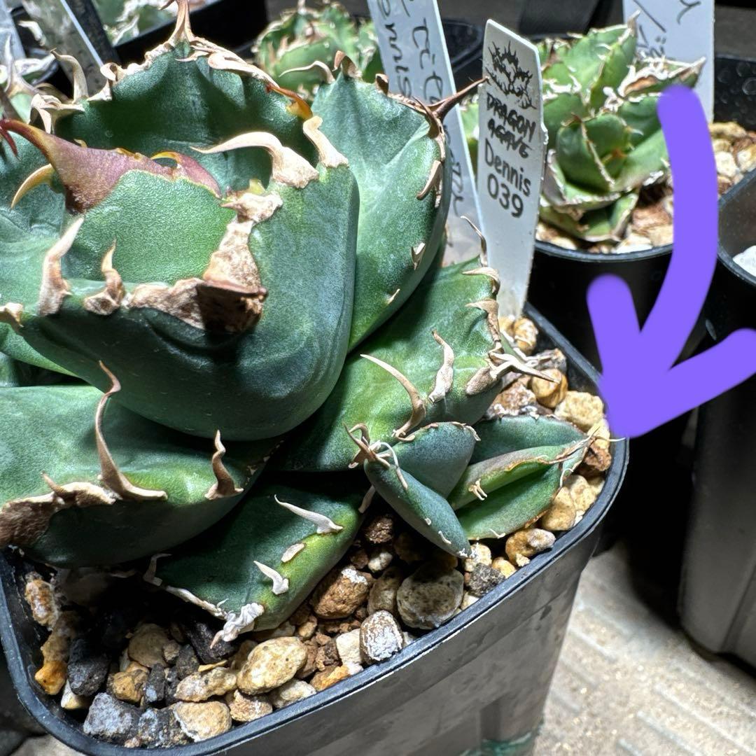 アガベ Dennis 039 Dragon Agave産 脇芽 OC デニス - メルカリ