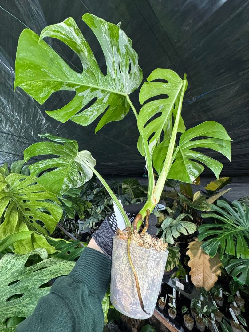 35 モンステラ ボルギシアナ アルボ ホワイトタイガー白斑 健康カット