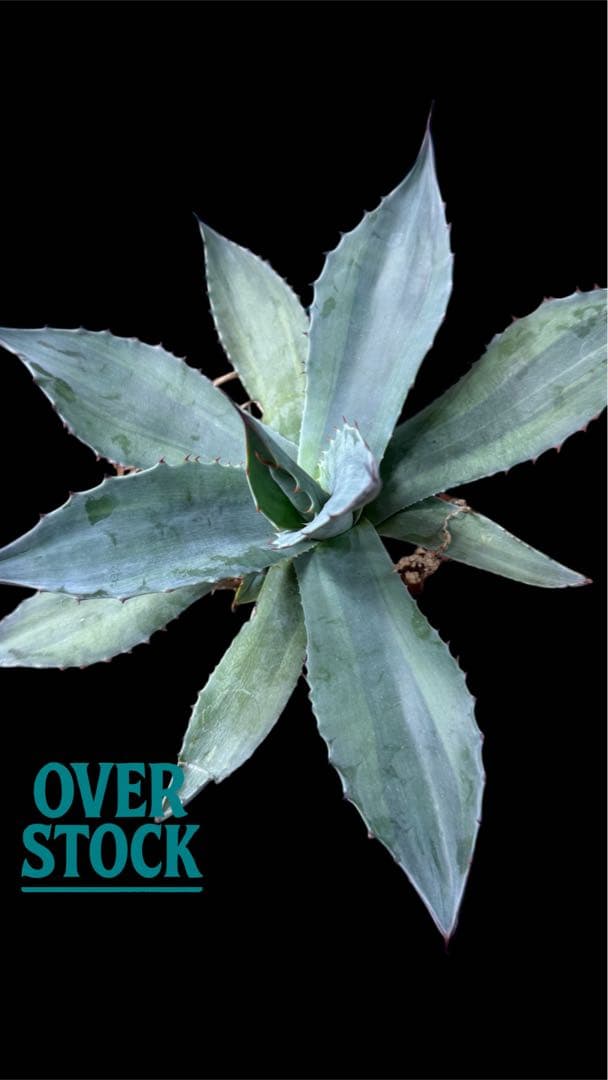 名*久様 激レア アガベ オバティフォリア オランカ 斑入り 発根済み