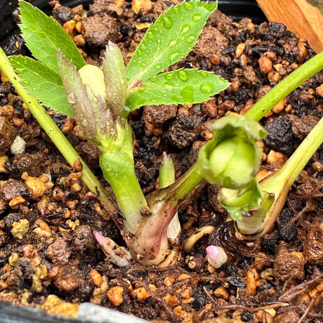 プ*ン様 3405☘️蕾付き☘️⭐️超小輪⭐️コロコロ手毬咲き⭐️ピコティー⭐️