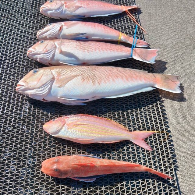 キロ数万円の値がつく超々高級魚「シロアマダイ」がTGドロップで爆釣