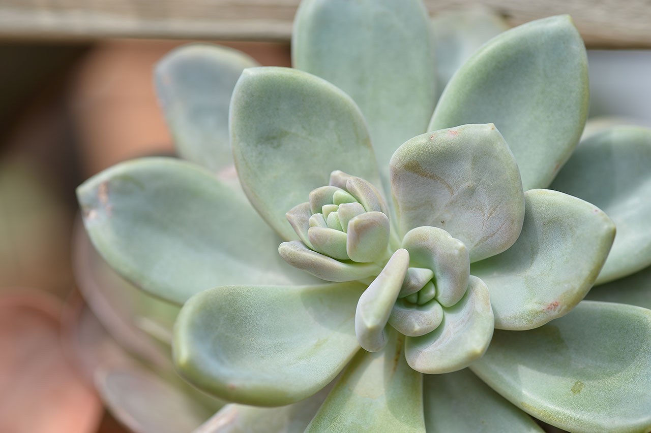 可食用的多肉植物：東美人石蓮花| 有肉SUCCULAND