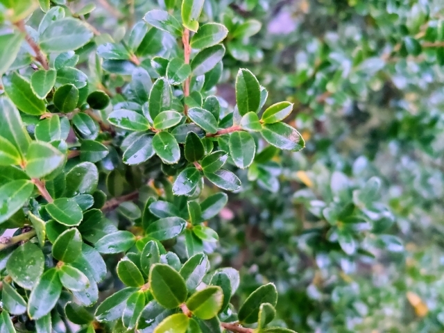 つげの木について | 筑前つげ細工 匠工芸