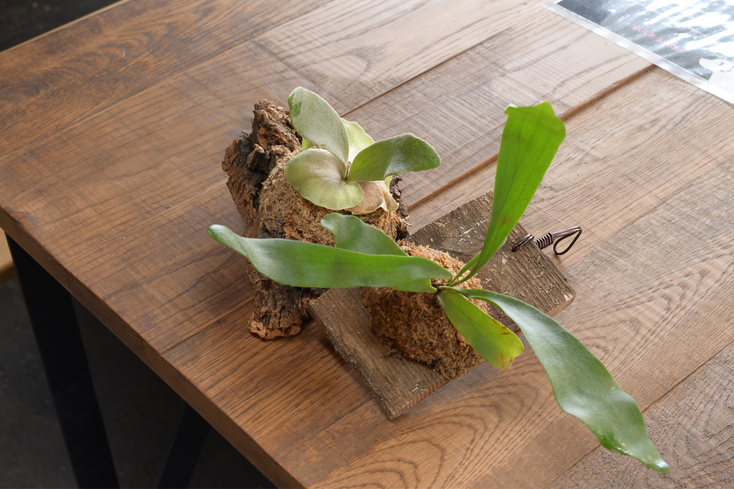 4月＆5月ビカクシダ（コウモリラン）板付けのワークショップ開催