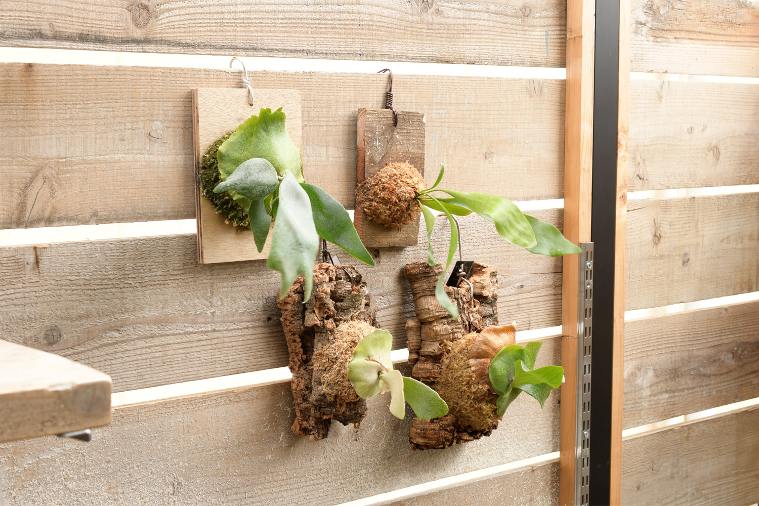 4月＆5月ビカクシダ（コウモリラン）板付けのワークショップ開催